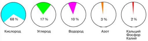 Реферат: Химический состав клетки